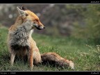 Volpe PNGP # 19 - TERZA SERIE