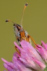 Melitea Didyma