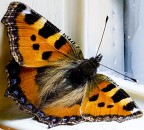 farfalla