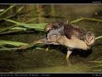 Pulcino di Gallinella d'Acqua # 4 - Stretching