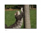 Gatto