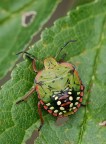 Cimice multicolor