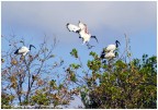 ibis in gruppo