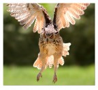 Volo frontale