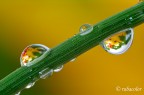 Piccole trappole per il colore
