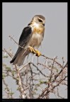 Canon 500D
f 7.1 - 1/500 - ISO 100 - Canon 70-300 IS USM - 300 mm

Crop Molto Spinto

Apprezzati Commenti e critiche 
ciao a tutti