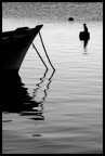 barche  e  cormorani