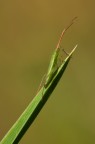 in punta di foglia