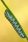 Papilio Machaon