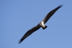 falco pescatore