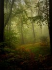 Nel bosco