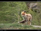 Volpe PNGP # 22 - Nel Vento
