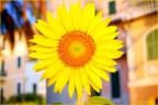 Girasole