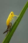 Cicadella viridis