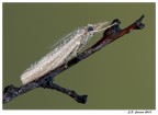 Minuscola Falena