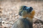 Un giovane mandrillo al Bioparco di Roma. Foto scattata il 27/09/10