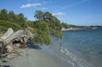 L'albero cadente sulla spiaggia della Cinta