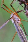 tipulide