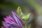 Eos 50D + Tamron 90 Macro F:13 T:1/8 iso 200
Dopo il tramonto scopro nuove cromie nel giardino