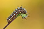 Acronicta Rumicis