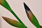 boccioli