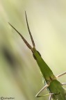 Acrida hungarica
