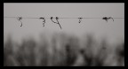 Stenografia