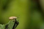 cimice