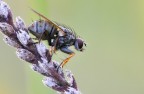 la mosca bianca?