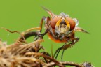 Ectophasia Crassipennis