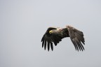 aquila di mare