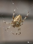 Ragno crociato, secondo tentativo