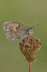 Coenonypha pamphilus.