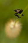 Nikon D90 + Tamron 90 f2,8 + tripode + remoto
F20 1/15 ISO 200 

Foto HR: http://lh5.ggpht.com/__QciaCaXYGQ/TKiF0QpzHHI/AAAAAAAAA98/PWpR8CIV5Ac/DSC_0559.jpg

Critihe e consigli ben accetti.