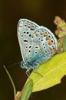 licenide