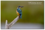 Martin pescatore (Alcedo atthis)