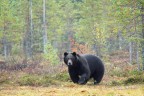 Orso