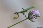 Ameles spallanzania