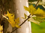 inizia l'utunno ...