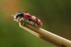 spettinato