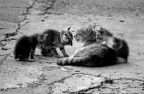 Gatti