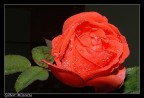 rosa rossa