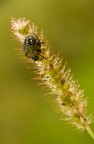Nikon D90 + Tamron 90 f2,8 + tripode + remoto
F16 1/40 ISO 200

Foto HR: http://lh4.ggpht.com/__QciaCaXYGQ/TKiF0uWdybI/AAAAAAAAA-A/uoPFQDLxSaQ/DSC_0567.jpg

Finalmente dopo molto riesco a riprendere con un unico scatto una cimice "decorata".
Critiche e consigli ben accetti.