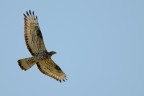 Falco Pecchiaiolo
