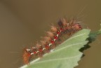 Mi mangio la foglia cosi divento grande
