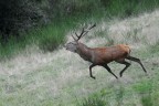 attacco.....