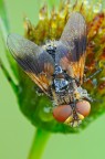 Ectophasia Crassipennis