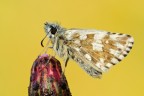 Pyrgus Armoricanus