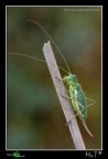 ...Ephippiger...
