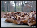 Autunno